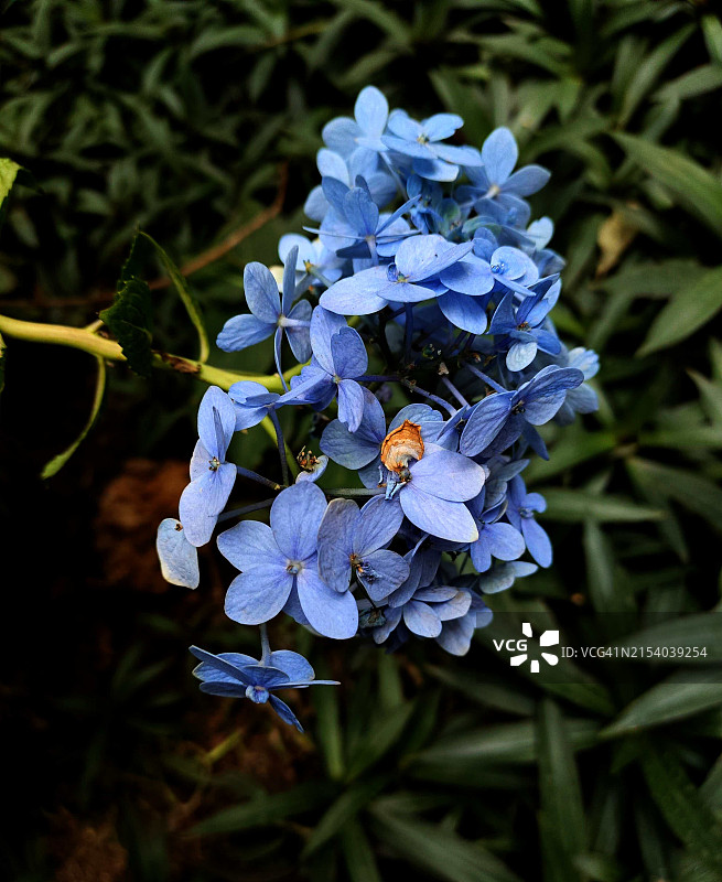蓝色开花植物的特写图片素材