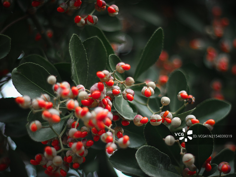 树上生长的浆果特写图片素材