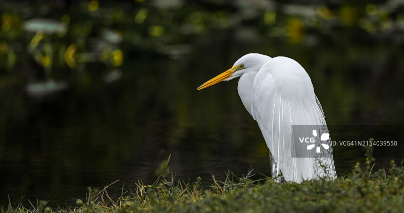 在美国佛罗里达州湖中的白鹭特写图片素材