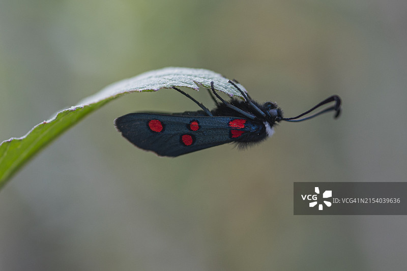 树叶上的昆虫特写图片素材