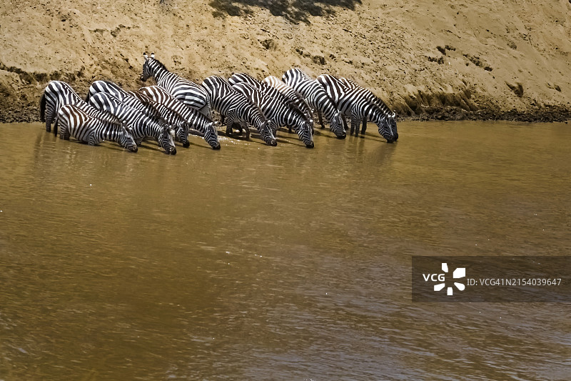 一群斑马图片素材