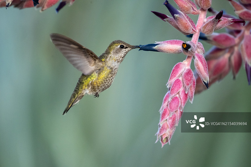 蜂鸟在花上授粉的特写，蒙特西托，加利福尼亚州，美国图片素材