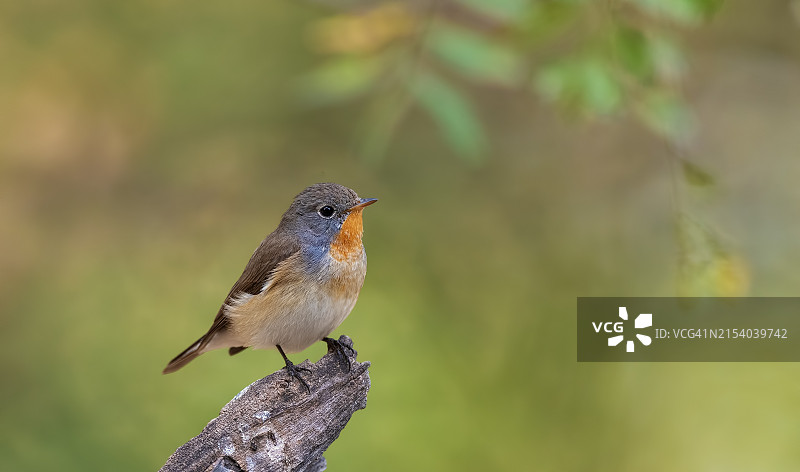 近距离拍摄栖息在木头上的鸣禽图片素材