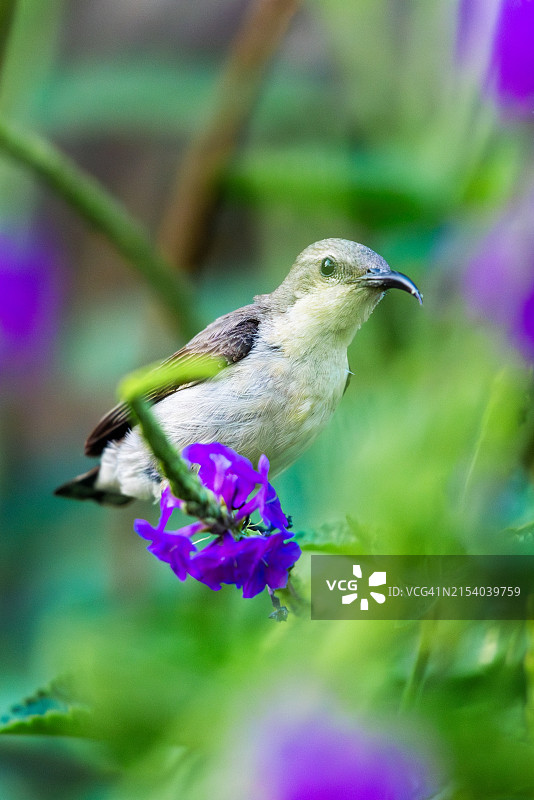 栖息在花朵上的太阳鸟特写图片素材