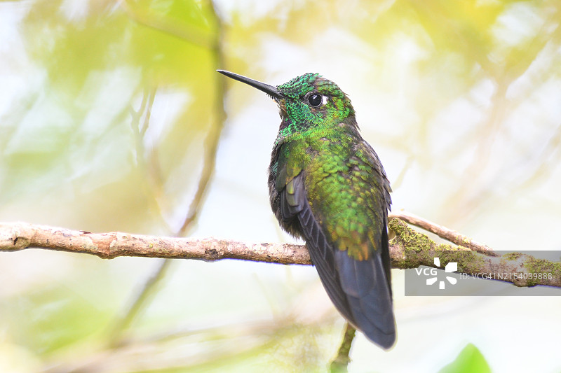 蜂鸟栖息在树枝上的特写镜头图片素材