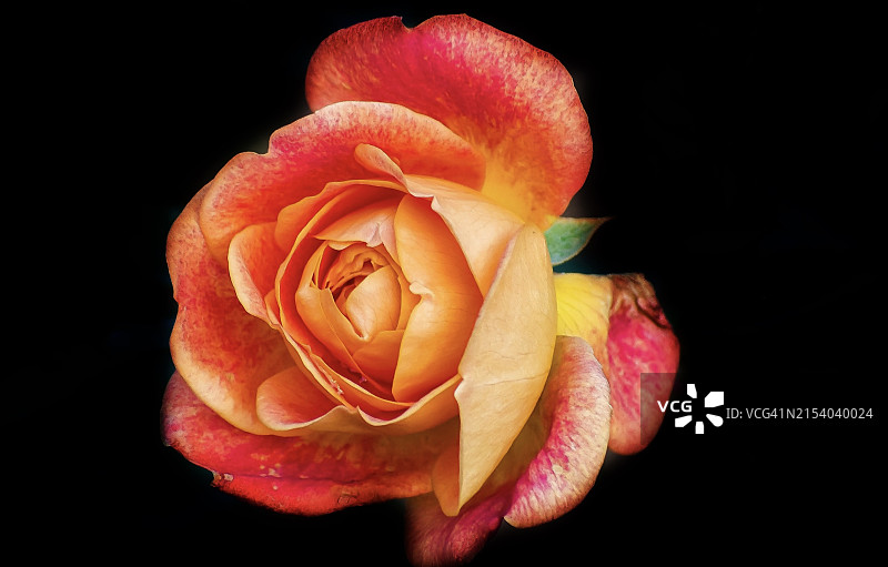 黑背景下的玫瑰花特写图片素材