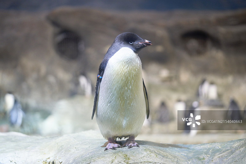 马德里动物园：企鹅肖像图片素材
