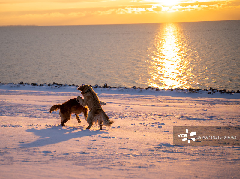 两只小狗在黄昏的海滩上玩耍图片素材