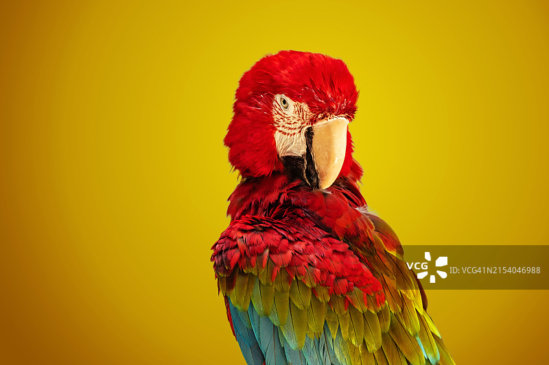 中国产红黄色金刚鹦鹉特写图片素材