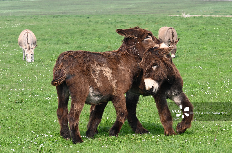 两个年轻女孩在田野里和小牛一起散步图片素材