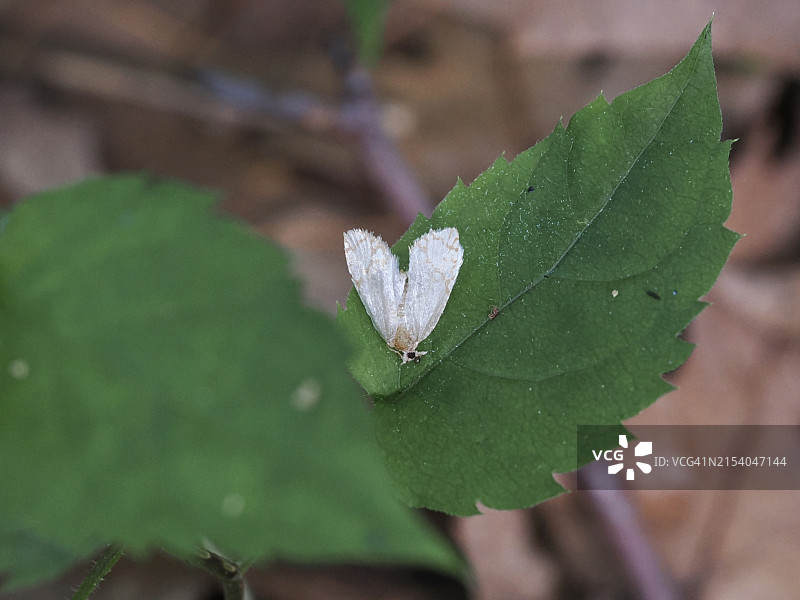美国马萨诸塞州纳提克树叶上的蛾子特写图片素材