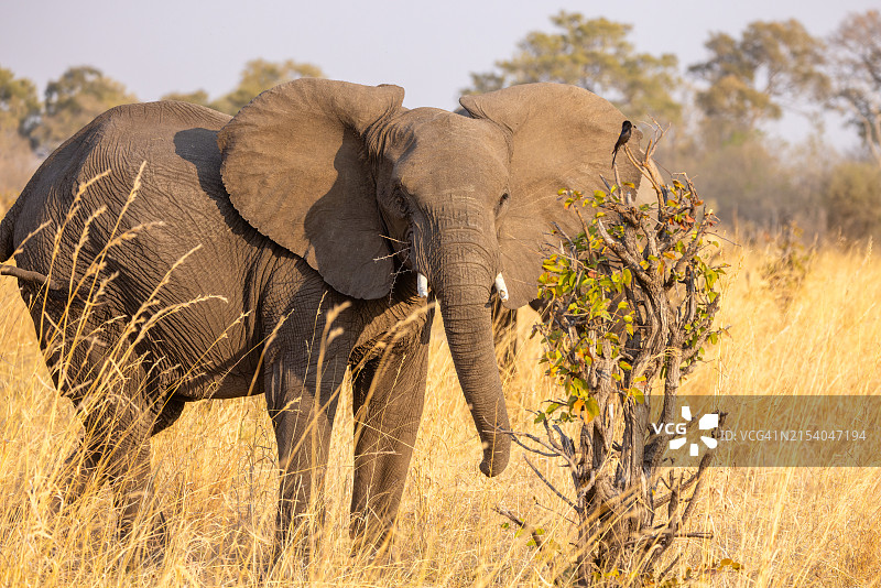 侧面拍摄：一头沙漠象图片素材
