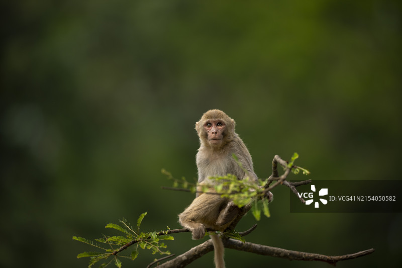 猕猴坐在树枝上图片素材
