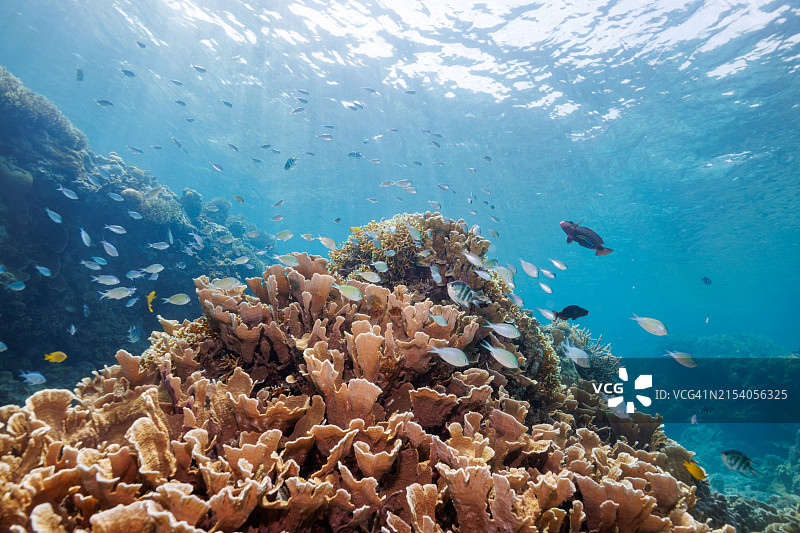 美丽白色海滩和珊瑚礁中的密鳞乌尾鮗鱼群图片素材