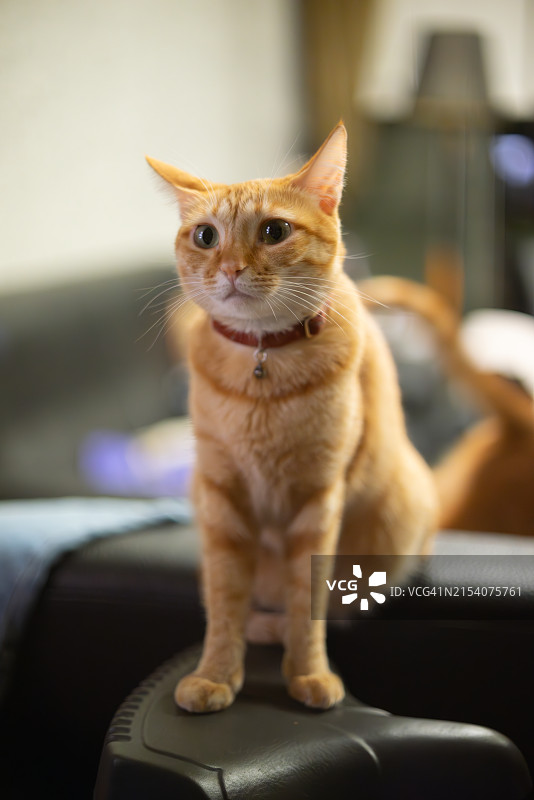坐在沙发上的可爱橘色宠物猫图片素材