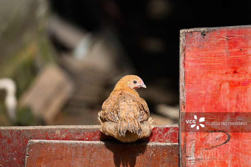 栖息在门框上的鸡图片素材
