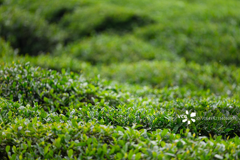 茶园特写，背景图片素材