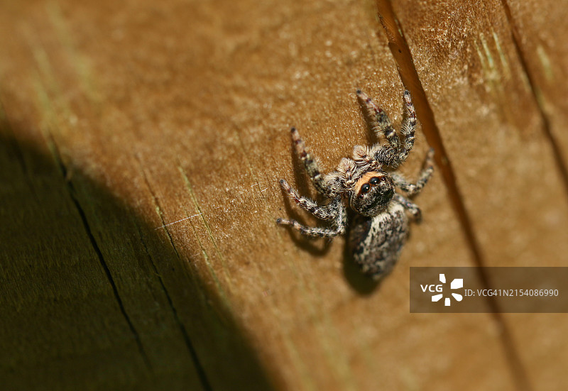 木栅栏上的可爱跳蛛图片素材