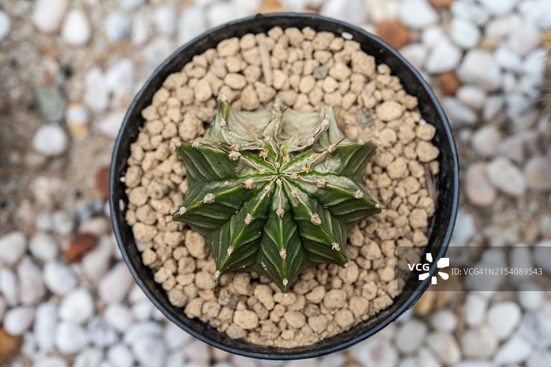 仙人球晒伤损坏，因暴露在过多阳光下而晒伤，容易着火图片素材