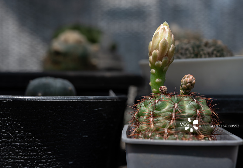 含苞待放的梅索波塔米亚裸萼球图片素材