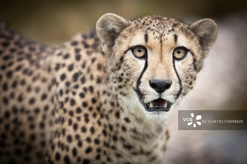 非洲动物猎豹特写图片素材