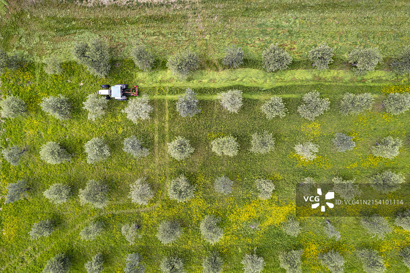 托斯卡纳：橄榄树田里工作的拖拉机图片素材