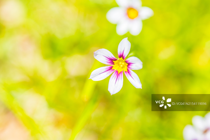 绿色背景中的蓝眼草图片素材