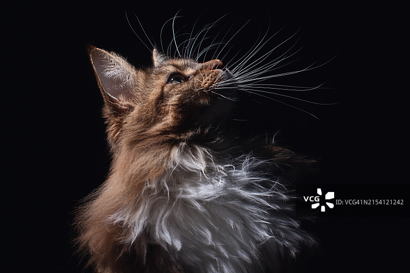 喷发：胡须图片素材