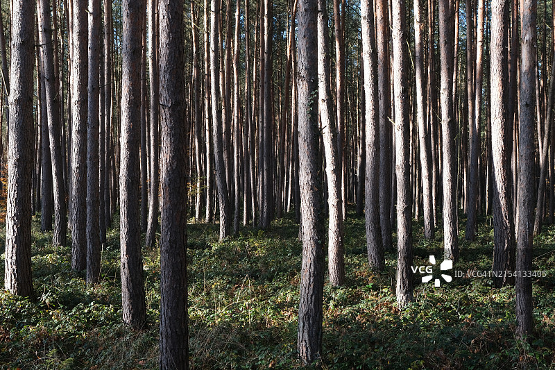 森林图片素材