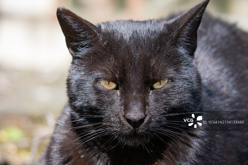 黑猫肖像图片素材