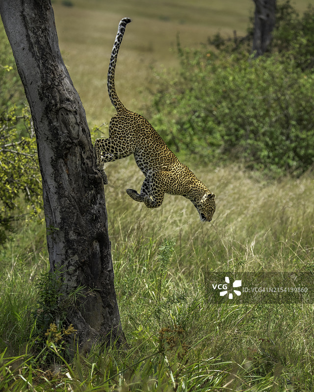 豹子跳跃图片素材