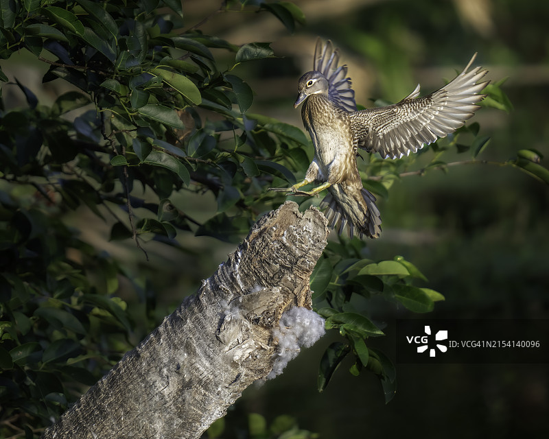 巢中的鸳鸯母鸡图片素材