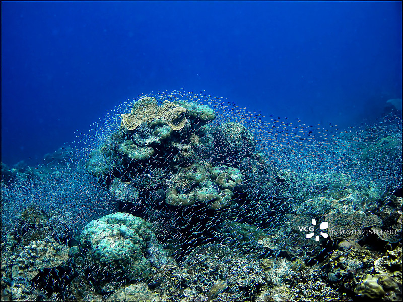 珊瑚礁周围的小鱼群图片素材