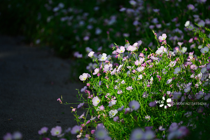 春季花卉背景图片素材