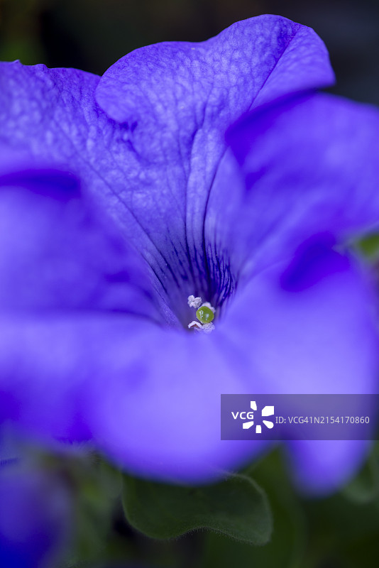 特写的大蓝色矮牵牛花图片素材