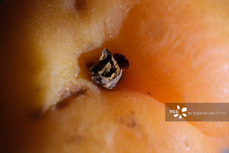成熟杏子的梗部细节图片素材