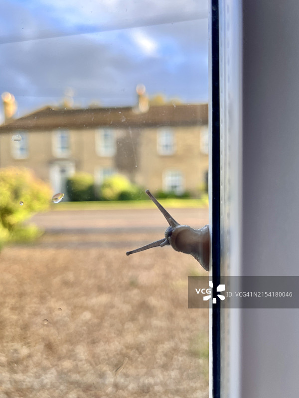 向内看的蜗牛图片素材