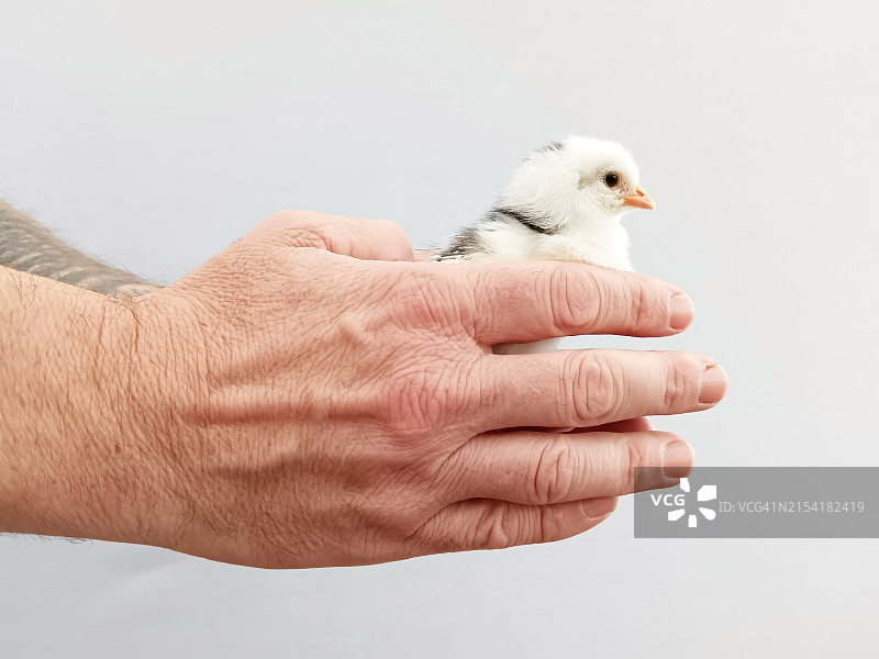 白色背景上手中的小鸡图片素材