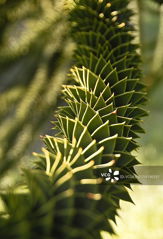 智利南洋杉的故事图片素材