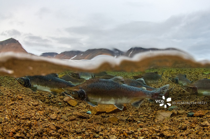 鲑鱼产卵图片素材