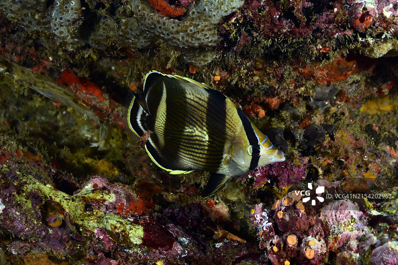 带状蝴蝶鱼图片素材