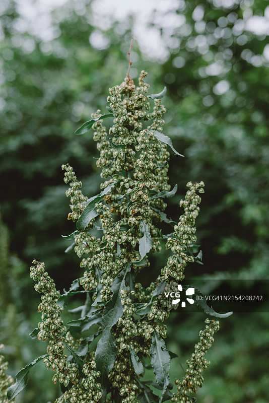 林地生长的卷曲酸模植物图片素材