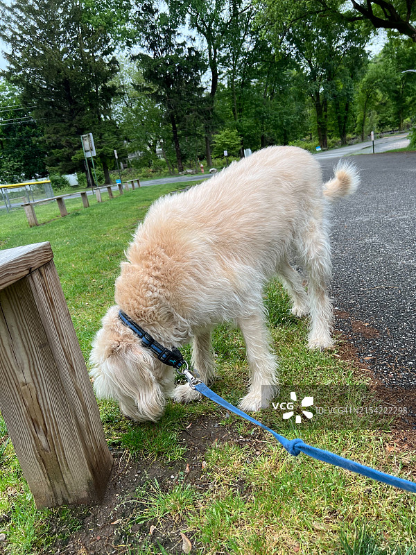 在地上嗅着的散步狗狗图片素材