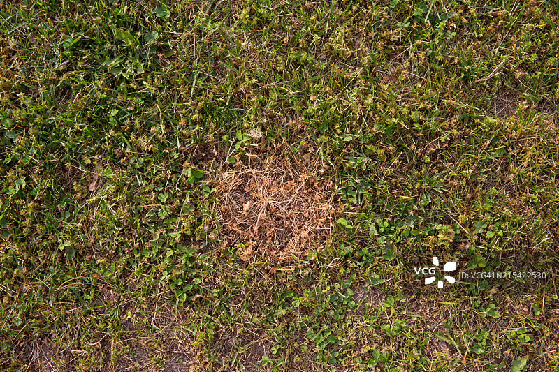 草坪问题：草地枯死区域图片素材