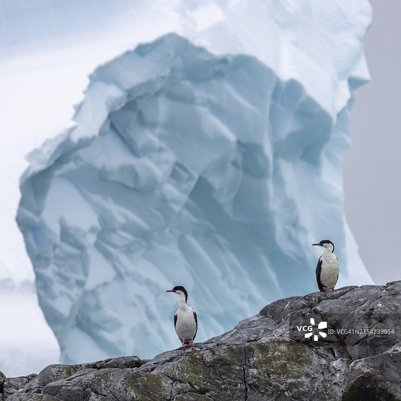 鸬鹚与冰图片素材