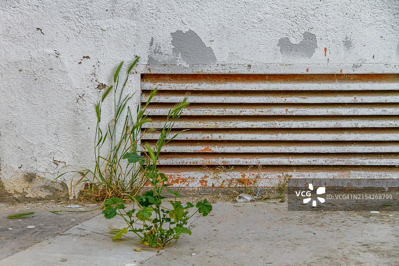 人行道上的小型野生植物图片素材