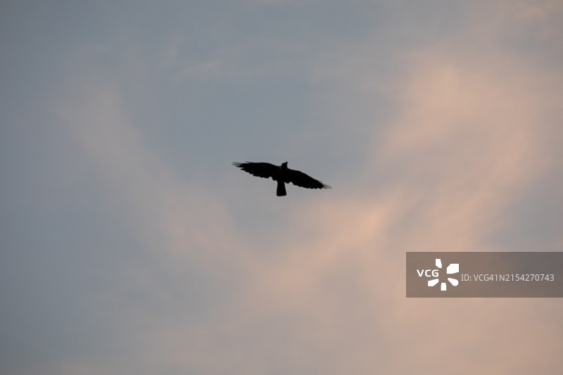 飞行中的鸟图片素材