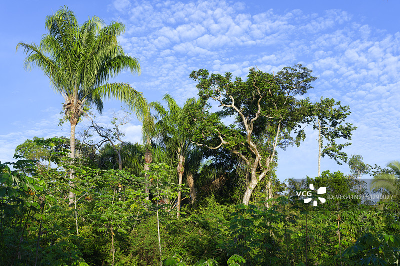 亚马逊州被洪水淹没的森林中的树木，巴西，南美洲图片素材