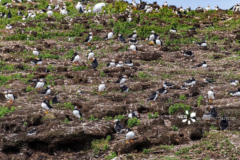 加拿大纽芬兰博纳维斯塔半岛海鹦特写图片素材