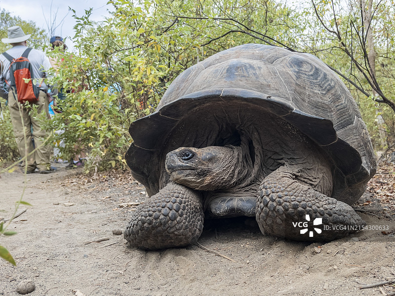 厄瓜多尔加拉帕戈斯群岛巨龟图片素材
